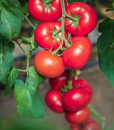 Tomate roz - Seminte tomate roz CLAROSA F1 - 250 seminte