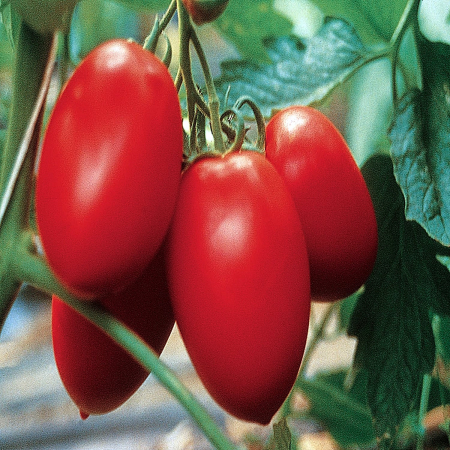 Nedeterminate - Seminte tomate COLIBRI F1 - 250 semințe