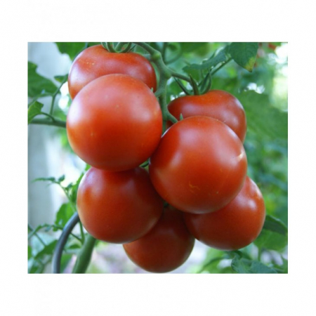 Nedeterminate - Seminte tomate CRISTAL F1, 5 grame