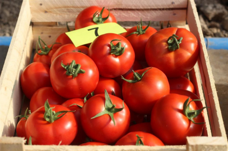 Seminte de legume - Seminte tomate ELPIDA F1 - 500  seminte