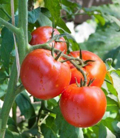 Determinate - Seminte tomate Florina 44 - 10 grame