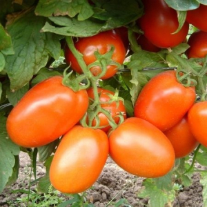 Semideterminate - Seminte tomate Galilea F1 - 500 semințe