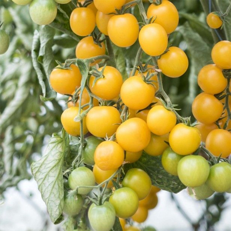 Tomate cherry - Seminte tomate GOLDWIN F1 - 250 seminte
