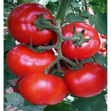 Seminte de legume - Seminte tomate Gonul F1, nedeterminate - 500 seminte