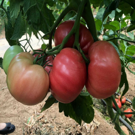 Seminte de legume - Seminte tomate Gusto Pink F1 162-334 F1, nedeterminate - 1000 SEMINTE