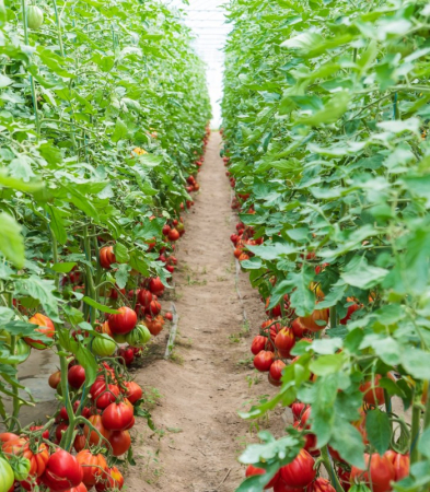 Seminte tomate LEVANTE F1 - 100 SEMINTE [1]