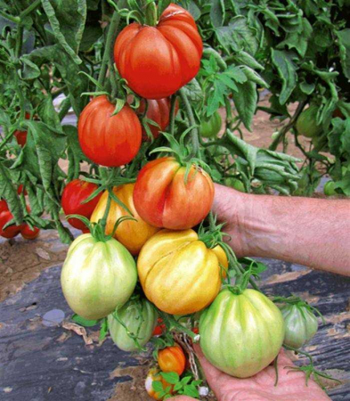 Seminte de legume - Seminte tomate Liguria F1 - 250 sem