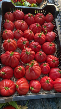 Pachet seminte tomate 4 buc MAMIPINK F1 (E15B.41786)-100 seminte + (1 buc TIEPOLO F1 - 100 seminte gratuit ) [2]