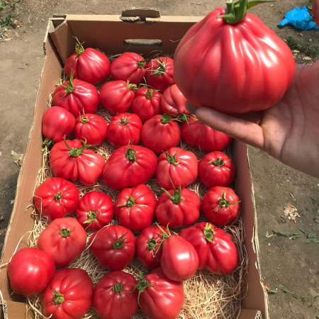 Pachet seminte tomate 4 buc MAMIPINK F1 (E15B.41786)-100 seminte + (1 buc TIEPOLO F1 - 100 seminte gratuit ) [1]