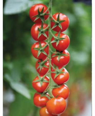 Nedeterminate - Seminte tomate Marghol F1, nedeterminate - 100 seminte