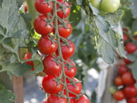 Tomate cherry - Seminte tomate MINOPRIO F1 - 250 seminte