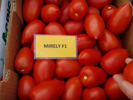 Nedeterminate - Seminte tomate MIRELY F1 - 250 seminte