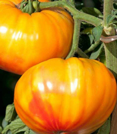Nedeterminate - Seminte tomate nedeterminate BUFFALOSUN F1 ( Ananas) - 250 de seminte