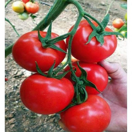 Seminte de legume - Seminte tomate - Nemesis F1 1000 seminte, nedeterminate