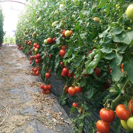 Nedeterminate - Seminte tomate OASIS F1 - 100 seminte