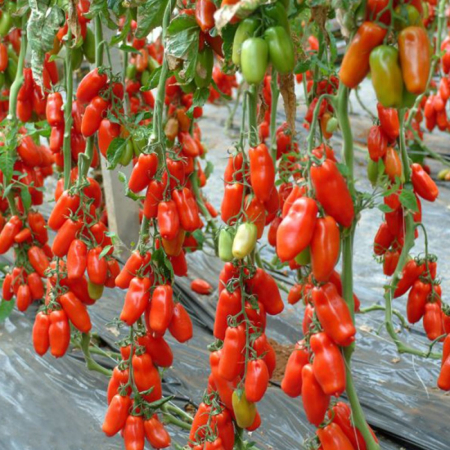 Seminte de legume - Seminte de tomate Oskar F1 - 500 seminte