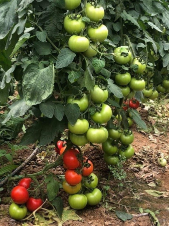Nedeterminate - Seminte tomate Ozkan F1, nedeterminate - 1000 seminte