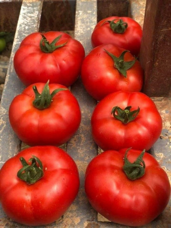 Nedeterminate - Seminte tomate Ozkan F1, nedeterminate - 500 seminte