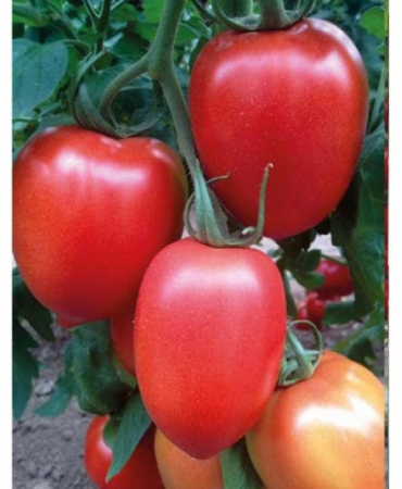Seminte de legume - Seminte tomate Peradur ( MILLONETY) F1, nedeterminate - 500 seminte