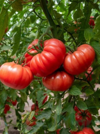 Nedeterminate - Seminte de tomate Rosamei F1 - 250 seminte