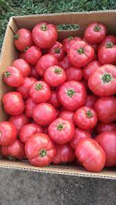 Tomate roz - Seminte tomate roz APHEN F1 - 250 semințe