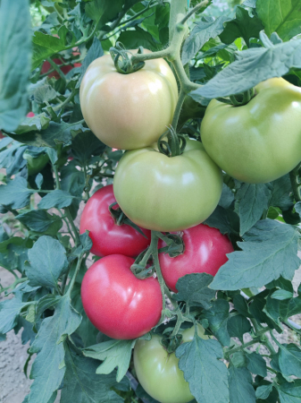 Tomate roz - Seminte tomate roz HONEY LILI F1 - 250 seminte