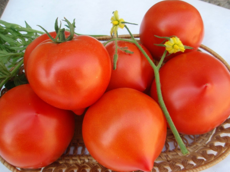 Semideterminate - Seminte tomate semi-deteminate RIYA F1 - 250 seminte
