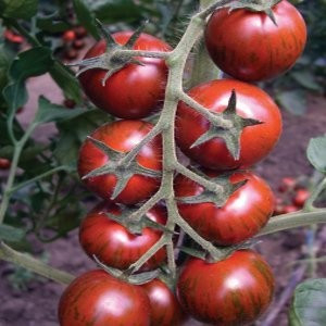 Seminte de legume - Seminte tomate Tiger F1, nedeterminate - 100 seminte