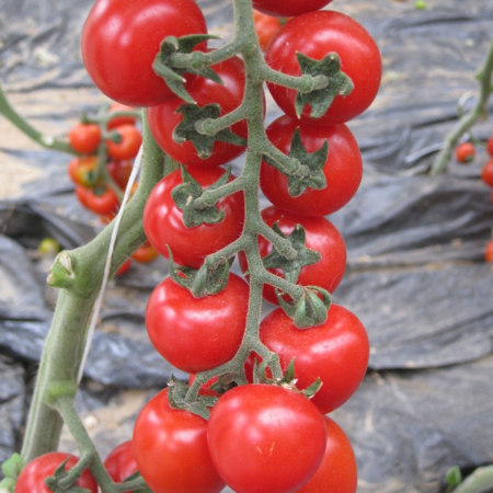 Nedeterminate - Seminte tomate Yeniceri F1, nedeterminate - 100 seminte