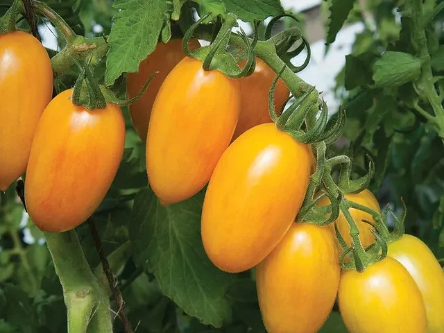 Semideterminate - Seminte tomate Zlatista F1 - 0.2 grame