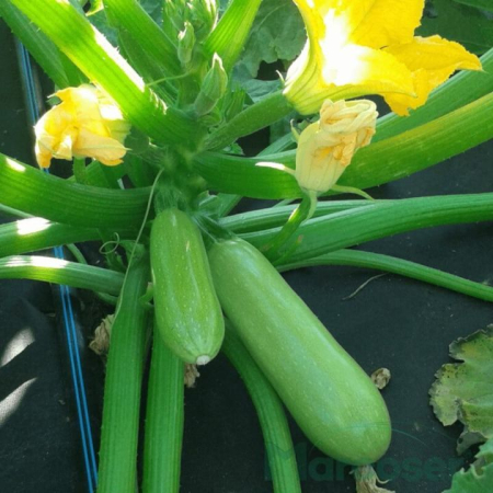 Seminte de legume - Seminte dovlecel Pascal F1 - 500 seminte