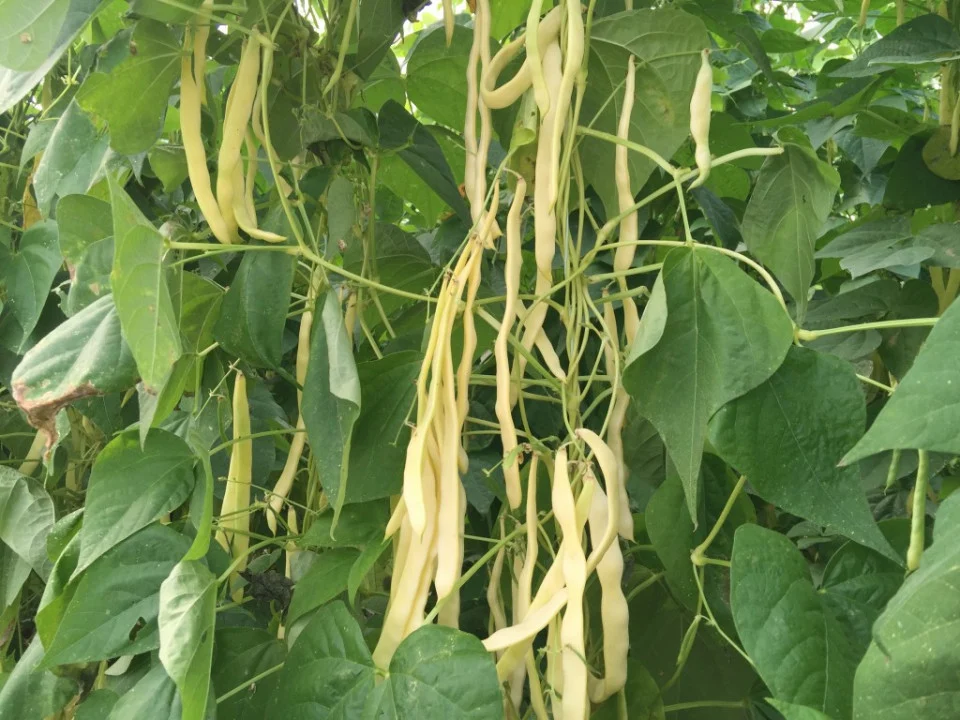 Seminte de legume - Seminte Fasole Baldana - 1 kilogram