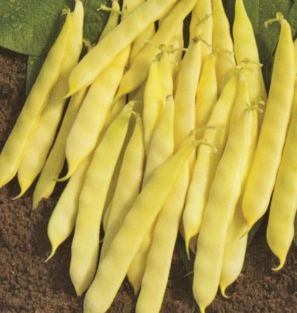 Fasole oloaga - Seminte fasole galbena ODIR (oloaga lata) - 250 grame