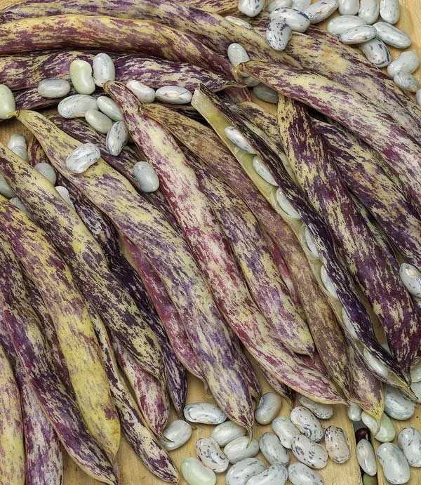 Fasole oloaga - Seminte fasole MERVEILLE DE PIEMONTE (bicolora, oloaga lata) - 100 grame
