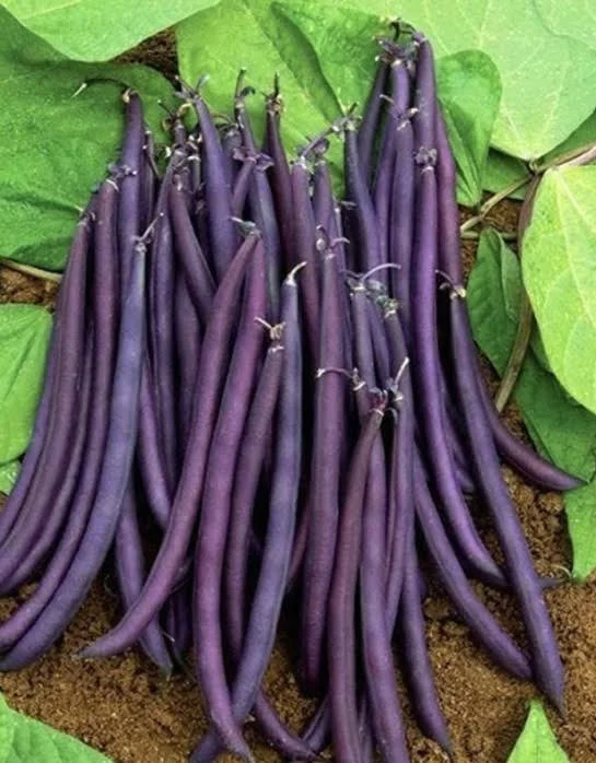 Fasole oloaga - Seminte fasole PURPLE QUEEN - 100 grame