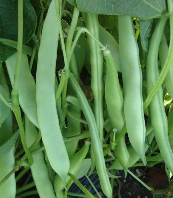 Fasole oloaga - Seminte fasole verde BAROMA (oloaga lata) - 100 grame