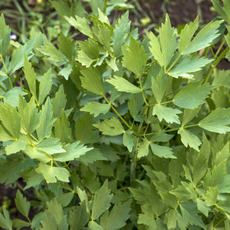 Seminte de legume - Seminte leustean Ache  Lovage - 50 grame