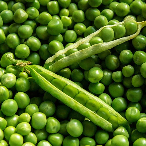 Seminte de legume - Seminte mazare Premio 1 kilogram