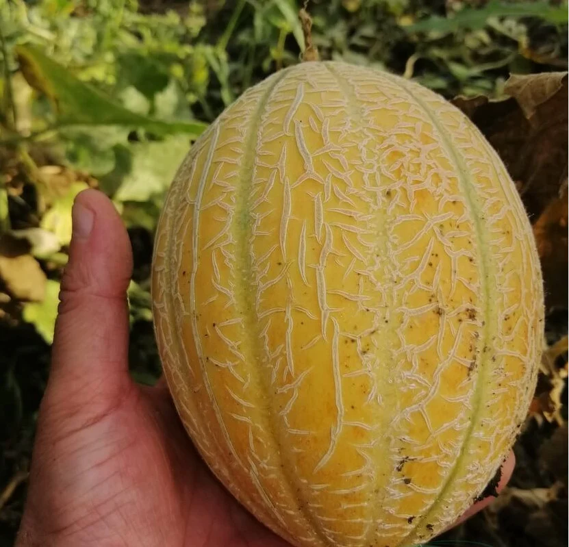 Seminte de legume - Seminte pepene galben Akiles F1 - 500 seminte