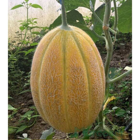 Seminte de pepeni galbeni - Seminte pepene galben ATILA F1 - 50 grame