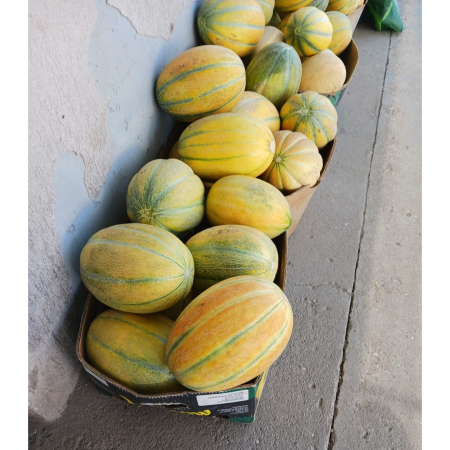 Seminte de pepeni galbeni - Seminte pepene galben GLADIATOR F1 - 25 grame