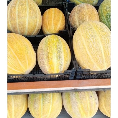 Seminte de legume - Seminte pepene galben LIDER F1 - 500 seminte