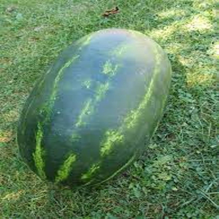 Seminte de pepeni verzi - Seminte pepene verde CESAREA F1 - 1000 seminte