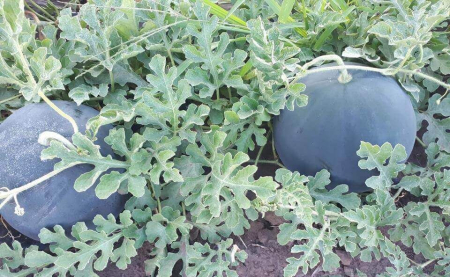 Seminte de pepeni verzi - Seminte pepene verde Perla Negra F1 - 1000 seminte