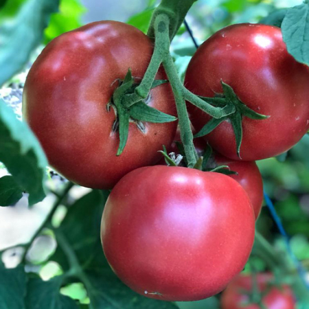 Seminte de legume - Seminte tomate PINKID F1 - 100 seminte
