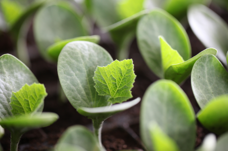 Portaltoi - Seminte portaltoi pepeni Carnivor F1 - 1000 seminte