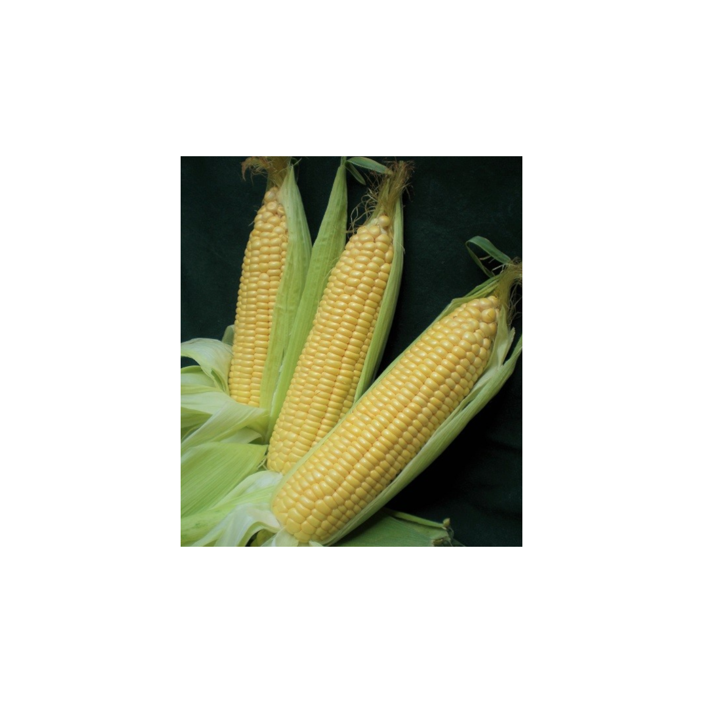 Seminte de legume - Seminte porumb zaharat Dessert R78 - 20.000 seminte