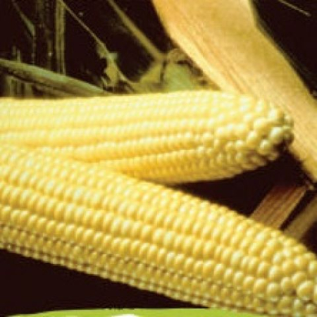 Seminte de legume - Seminte porumb zaharat IFS1770 F1 - 2500 seminte