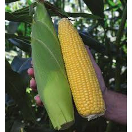 Seminte de porumb zaharat - Seminte porumb zaharat Kiara F1 (Driver) - 50.000 seminte