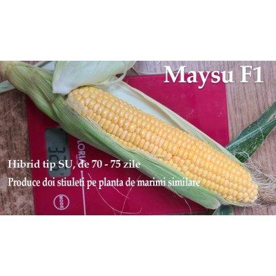Seminte de porumb zaharat - Seminte porumb zaharat MAYSU F1 - 50.000 seminte